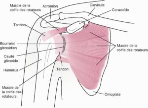 anatomie de l'épaule os et tendons antérieurs