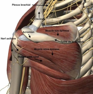 anatomie épaule muscles antérieurs