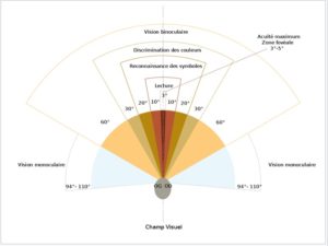 le champ visuel et son impact dans le swing