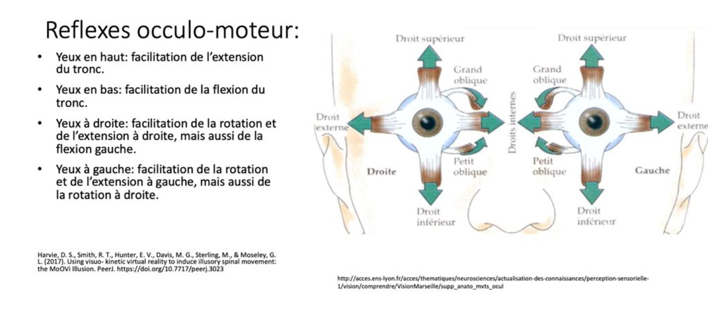 Réflexes oculomoteurs swing golf impact 